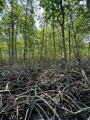 thailand coastal mangrove forest