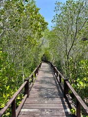 Obraz premium thailand walkway coastal mangrove forest