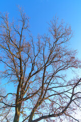 tree against blue sky