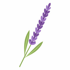 Fototapeta premium soft lavender sprig