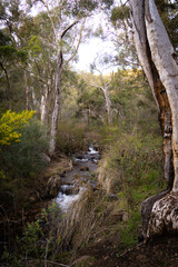 river in the woods