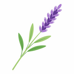 Obraz premium soft lavender sprig