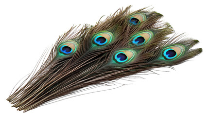 Fototapeta premium Beautiful peacock feathers arranged elegantly on a white background showcasing vibrant colors and intricate patterns