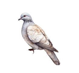 Fototapeta premium dove png