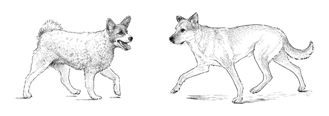 Sketches of two cute dogs walking outdoors, realistic hand drawing, vector illustration isolated on white