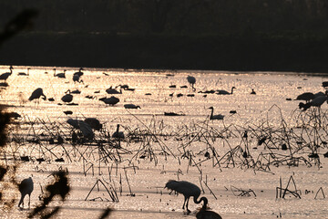 flock of birds in the desert