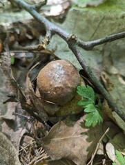 Boletus reticulatus mushroom in a mixed forest in late spring