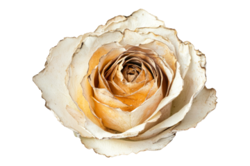 Close-up artistry of dried roses in floral photography