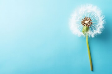 Obraz premium Photo of a single dandelion on a blue background, symbolizing brave, self-expression. Web banner with copy space on the right.