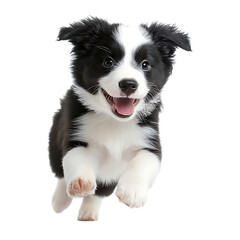Happy Border Collie puppy running. (2)