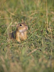 European Ground Squirrel from the Green Grass