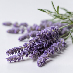 Natural lavender flowers isolated on white background. Design element for card or packaging