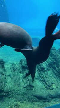 Close-up of seal swimming in sea, stock video 4K. Australian fur seal or sea lion swimming through clear shallow water. High quality FullHD footage