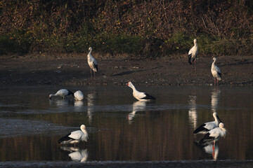 swans on the lake
