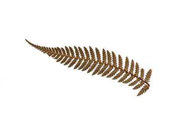 Dried leaf of silver tree fern, Cyathea dealbata, Symbol of New Zealand. Transparent background