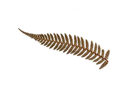Dried leaf of silver tree fern, Cyathea dealbata, Symbol of New Zealand. Transparent background