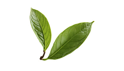 Fototapeta premium Photo of green leaf flying isolated on transparent background.png