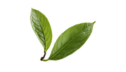 Photo of green leaf flying isolated on transparent background.png