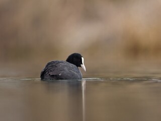 Common Coot on a Slowly Flowing River in the Morning Light