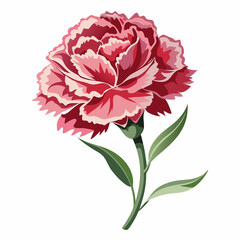 frilled carnation bloom