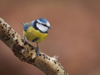 Blue Tit Perched on a Tree Branch with a Completely Blurred Background in the Forest