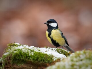 Great Tit Standing on a Fallen Tree Trunk