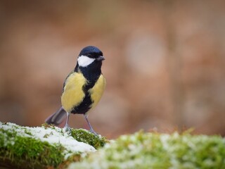 Great Tit Standing on a Moss-Covered Fallen Tree Trunk
