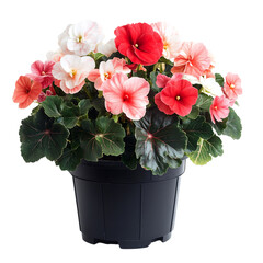 A Vibrant Potted Begonia Plant with Red Pink and White Flowers Isolated on Transparent Background