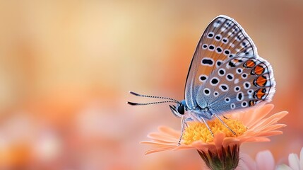 Delicate butterfly resting on orange flower, soft sunset background