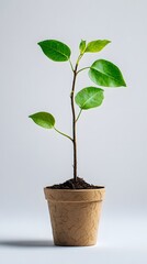 Freshly planted, brimming with potential.  This tiny seedling embodies resilience and hope.