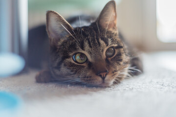 portrait of a cat in house
