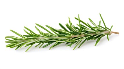 Fototapeta premium A sprig of fresh rosemary, isolated on white