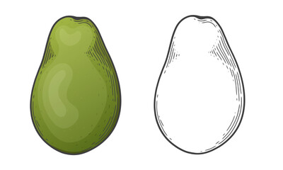 Cartoon avocado. Ripe avocados fruits vector illustration set. Hand drawn vector sketch engraved illustration. Great for label, poster, print. Black isolated on white background