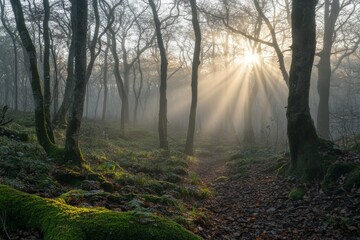 Obraz premium Misty forest scene with dense trees and atmospheric lighting