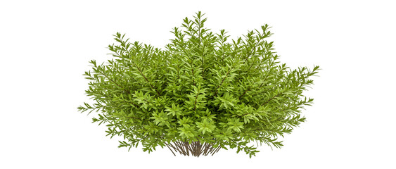 Small Plant with Green Leaves Rendering