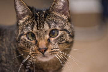 close up portrait of a cat