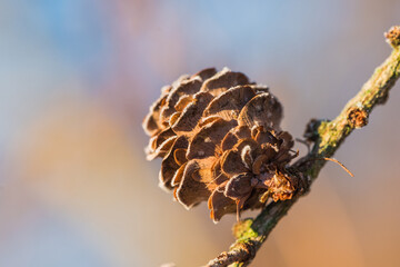 close up of willow tree