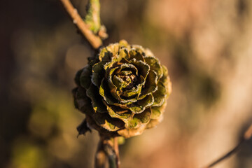 close up of willow tree