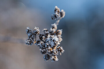 frost on branches of a tree