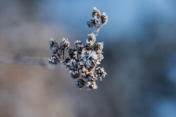 frost on branches of a tree