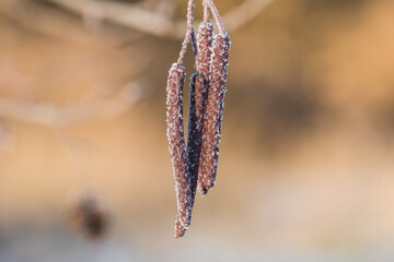 buds of a willow poland