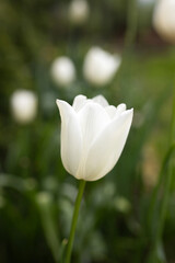Macro close-up photo of white tulips.