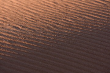 Sandriffeln in roten Wüstensand in der Namib