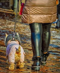 woman walking with a dog, Bressanone/Brixen, South Tyrol, Italy, Europe, December 2024