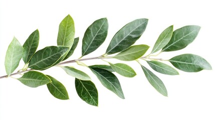 Fresh green leaves branch, isolated on white background, nature, botanical