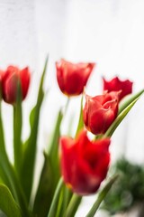 Tulip. Flower field of colourful tulips in spring. Colorful tulips in the Keukenhof garden, Netherlands. Fresh blooming tulips in the spring garden. Spring landscape. Tulip Flower Field. Black tulips.