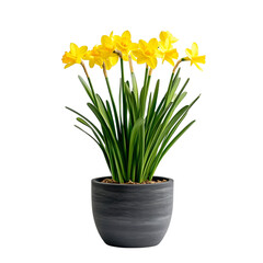 A Vibrant Yellow Daffodil Plant with Bright Petals Isolated on Transparent Background