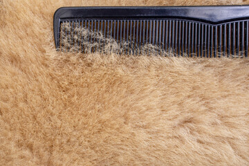 Animal skin wool or hair with a  plastic black comb, grooming close up texture concept