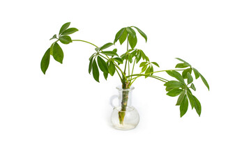 Rooting umbrella plant sprouts in a glass vase with water, close up isolated on white background