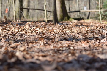 Brown Leaves